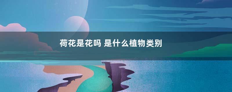 荷花是花吗 是什么植物类别